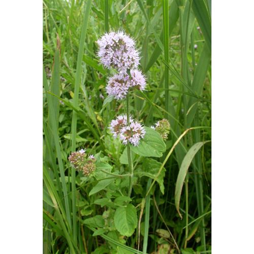 MENTHA aquatica/Máta vodní
