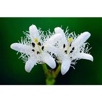 MENYANTHES trifoliata/Vachta trojlistá