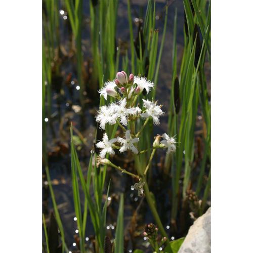 MENYANTHES trifoliata/Vachta trojlistá