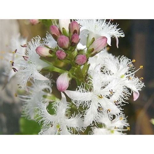 MENYANTHES trifoliata/Vachta trojlistá