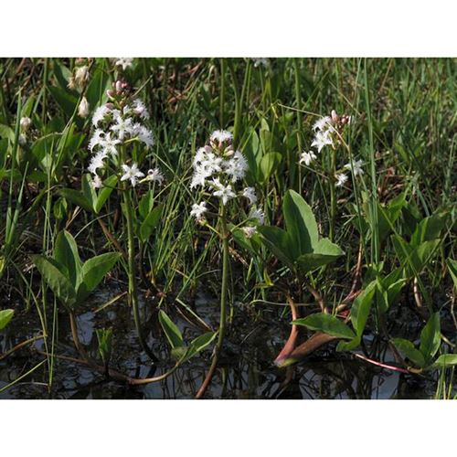 MENYANTHES trifoliata/Vachta trojlistá