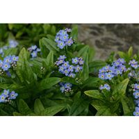 MYOSOTIS palustris/Pomněnka bahenní