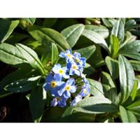 MYOSOTIS semperflorens/Pomněnka bahenní