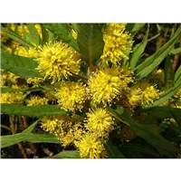 NAUMBURGIA thyrsiflora/Bazanovec kytkokvětý