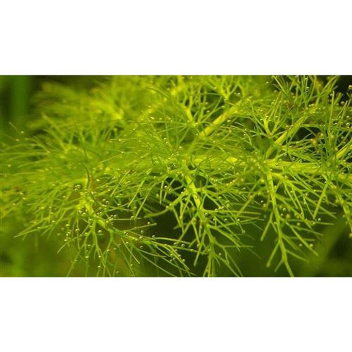 OENANTHE aquatica "Variegata"/Halucha vodní