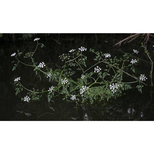 OENANTHE aquatica "Variegata"/Halucha vodní
