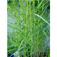 PHRAGMITES australis"Varieg."/Rákos obecný