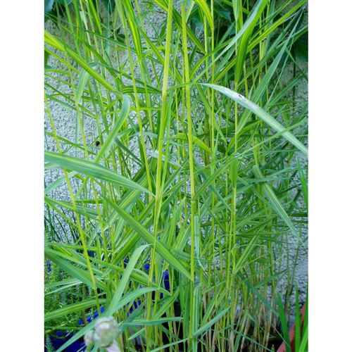 PHRAGMITES australis"Varieg."/Rákos obecný