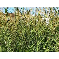 PHRAGMITES australis/Rákos obecný