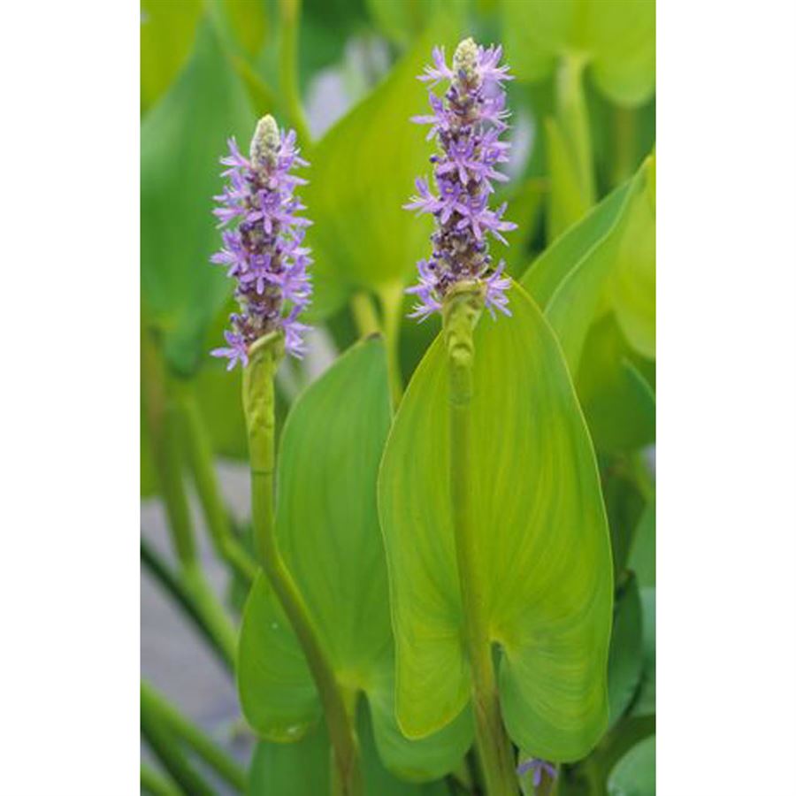 PONTEDERIA cordata/Modráska srdčitá