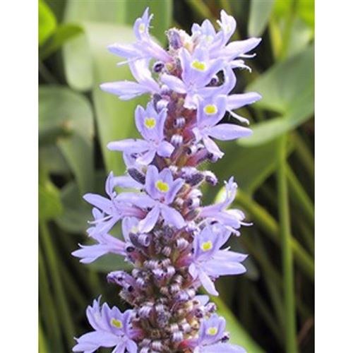 PONTEDERIA cordata Rosea/Modráska srdčitá