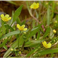 RANUNCULUS flammula/Pryskyřník plamének