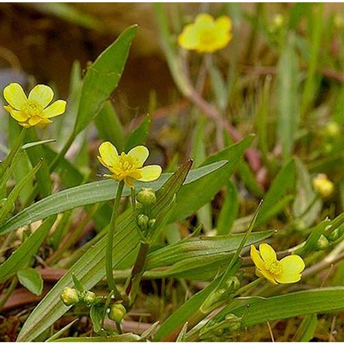 RANUNCULUS flammula/Pryskyřník plamének