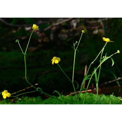 RANUNCULUS flammula/Pryskyřník plamének