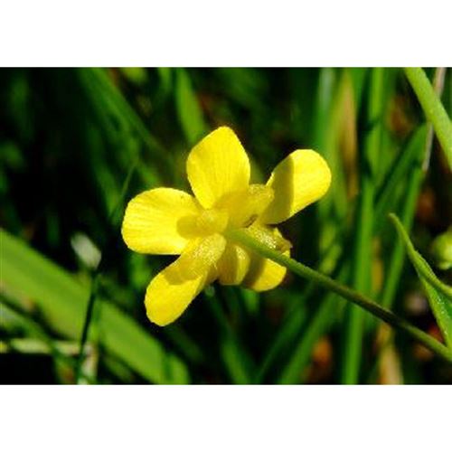 RANUNCULUS flammula/Pryskyřník plamének