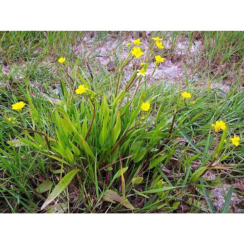 RANUNCULUS flammula/Pryskyřník plamének