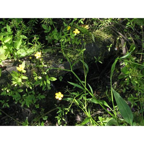 RANUNCULUS lingua/Pryskyřník velký