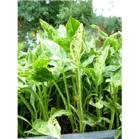 SAGITTARIA graminea Crushed Ice/Šípatka pestrolistá