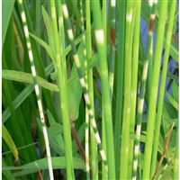 SCIRPUS tabernaem."Zebrinus"/Skřípinec pruhovaný