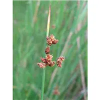 SCHOENOPLECTUS tabernaem./Skřípinec dvoublizný