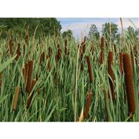 TYPHA angustifolia/Orobinec úzkolistý