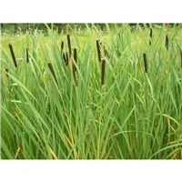 TYPHA latifolia/Orobinec širokolistý