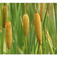 TYPHA laxmanii/Orobinec sítinovitý