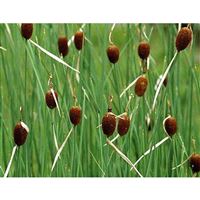 TYPHA minima/Orobinec nejmenší