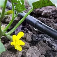 Sestava kapkové závlahy pomocí kapkové hadice - Varianta A)