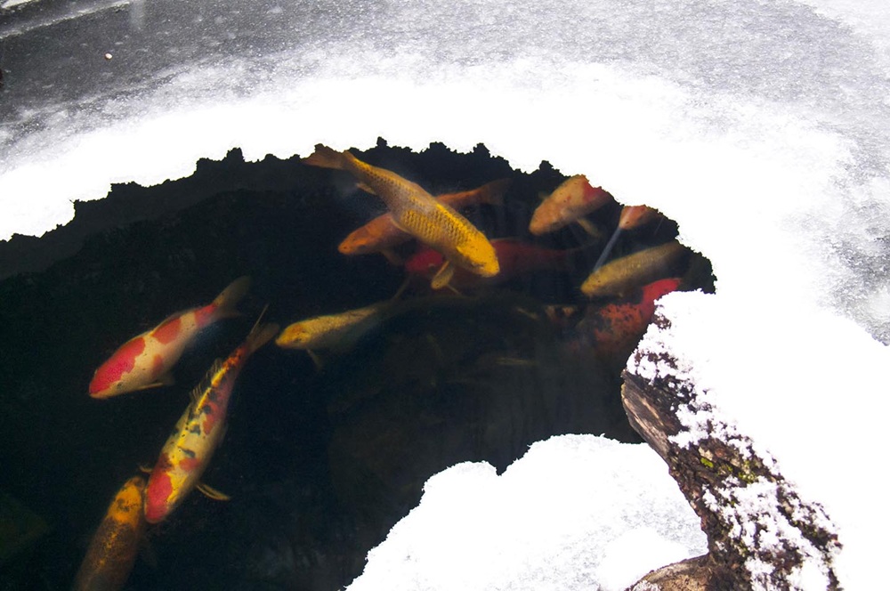 Koi kapři zimující v jezírku pod ledem s odvzdušňovacím otvorem pro výměnu plynů