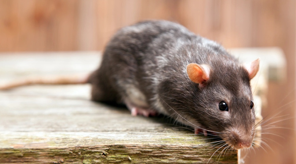 Konec trápení se škůdci: Proč je Weitech inteligentní a humánní volba pro váš dům, zahradu a auto